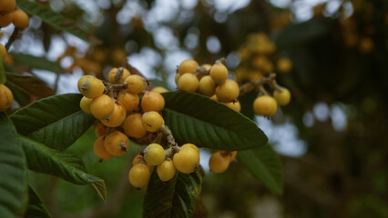 Ripening loquat fruits, or eriobotrya japonica, on a tree in puglia, italy, with green leaves in a lush outdoor setting.
