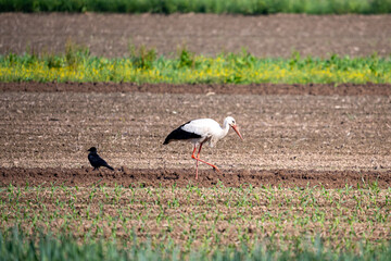 Weißstorch bei der Futtersuche
