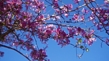 Purple flowers bloom on a judas tree against a clear blue sky in puglia, italy, showcasing vibrant,...