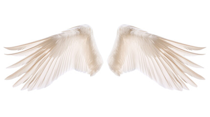 Pair of white swan angel wings spread wide isolated on transparent background