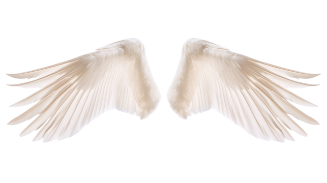 Pair of white swan angel wings spread wide isolated on transparent background