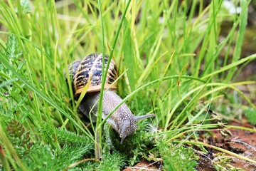 Schnecke mit Haus im Gras