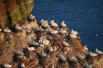 Basstölpel, Morus bassanus, Helgoland