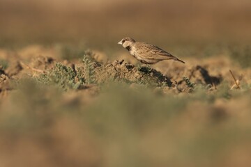 Lark standing on the ground. Bird background.