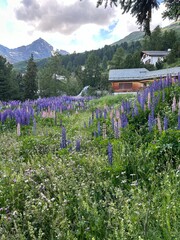 Alpen Blumenwiese