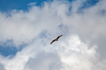 Rotmilan vor Wolkenhimmel