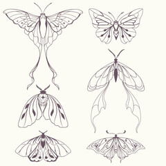 Boho vintage vector art design with bohemian butterfly. Isolated insect icon set in simple style, hand drawn illustration ornate collection, celestial insects, moth minimalist tattoo art set