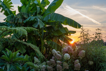 Garten mit winterharten Bananen