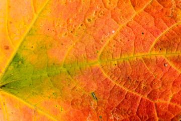 Obraz premium Close-up of Sugar Maple leaf in autumn