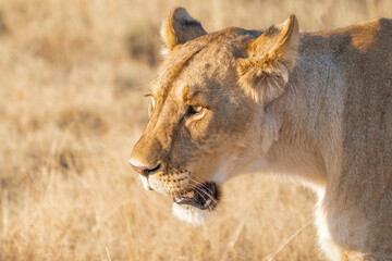 A closeup of a lioness' face while walking past the camera very close, Etosha National Park. 