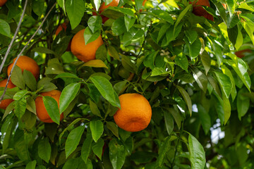 Orangenbaum, Spanien