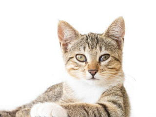 Un dolce gattino tigrato sdraiato su un fianco guarda, su sfondo bianco