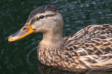 Portrait einer Stockente