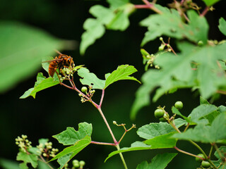 植物の蜜を集めるスズメバチ