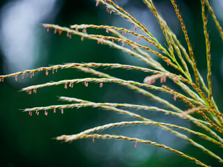 開花し始めたススキの花