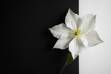 A striking white flower contrasts against a black and white background, emphasizing its beauty.