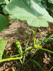 Fototapeta premium Common cucumber growing in the garden, green vegetable, food