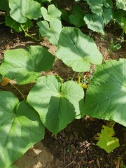 Common cucumber plant, growing in the garden, green leaves, stem with spines, blooms with yellow flowers, nature