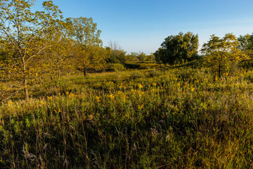 Fototapeta premium The blue cloudless sky in the early September morning as the sunshine illuminates the field within Pike Lake Unit, Kettle Moraine State Forest, Hartford, Wisconsin