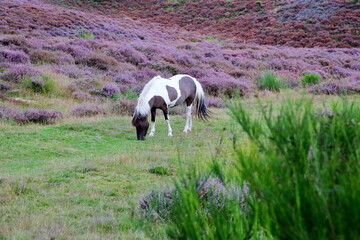 Colorful scenery with a horse and flowering heather in August on the hills of the Posbank  in...