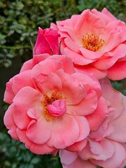 Flower rose. Pink roses grown in the home garden. The Bloom Twin Pink Rose