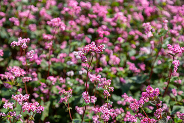 Red buckwheat flowers on the field. Blooming buckwheat. Buckwheat field on a summer sunny day. 