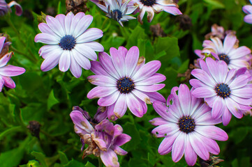 fleur © robin