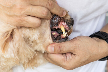 Closeup of dog with teeth gingivitis decay and gum problem had most of her teeth extracted to...