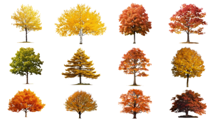 Autumn tree elements png cut out set