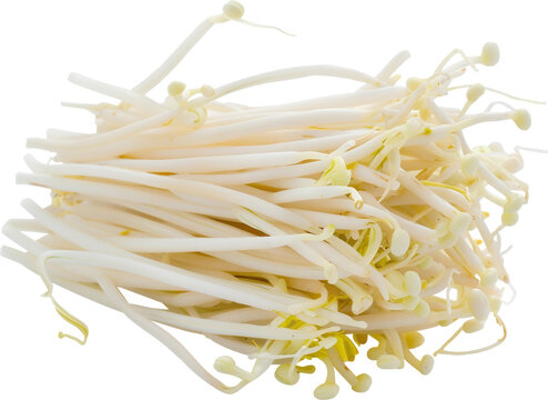 Fresh bean sprouts ready to eat.