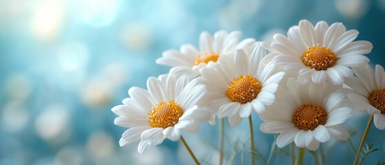 Fototapeta premium White Daisies with Yellow Centers on a Blue Background