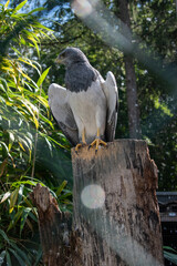 Bird in de the zoo