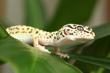 Naklejka premium One beautiful gecko on green leaf, closeup