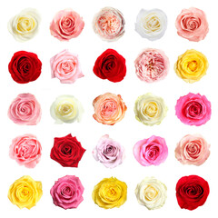Many beautiful roses isolated on white, set