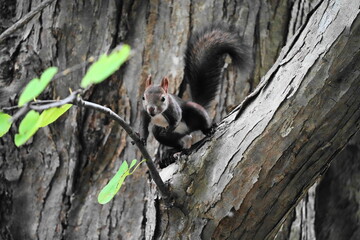木に登るエゾリス