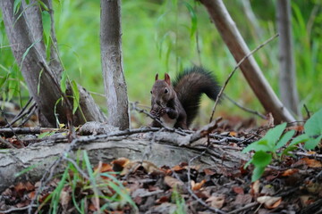 地面でクルミを食べるエゾリス