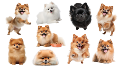 Cute Pomeranian  png element set, transparent background