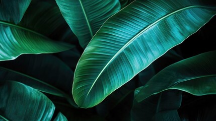 Green tropical leaves in a minimalist composition, symbolizing tranquility and nature.