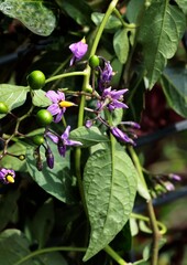 solanum dulcamara wild plant with lila flowers and red berries close up