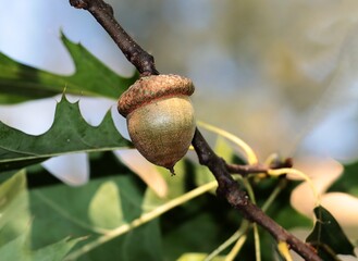 acorns and green foliage of red oak tree © Maria Brzostowska