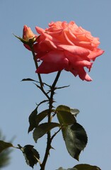 pretty pink rose blossoming in the garden