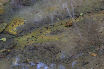 Beautiful scenic landscape of Kefalogourna - Theologos waterfalls area on Thassos island