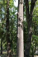 Obraz premium various trees of park in summer 