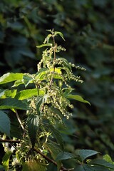 Urtica dioica - nettle herb blossoming close up