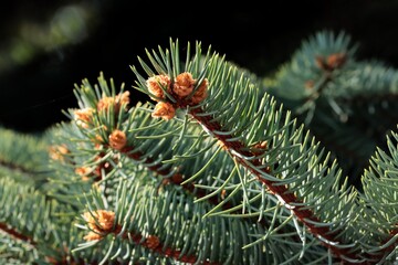 spruce tree with green needles and cones