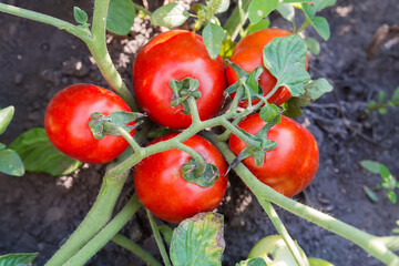 Cluster of red tomatoes on stem on field, top view