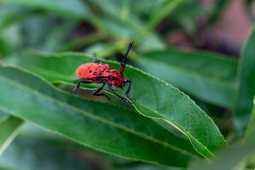 ホシベニカミキリ