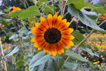 young orange sunflower on natural background