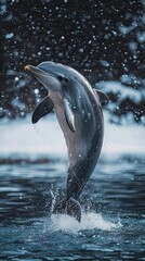 Obraz premium dolphin isolated on winter background