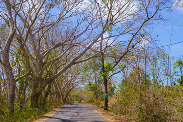 A quiet, tree-lined road stretches towards a clear blue sky.